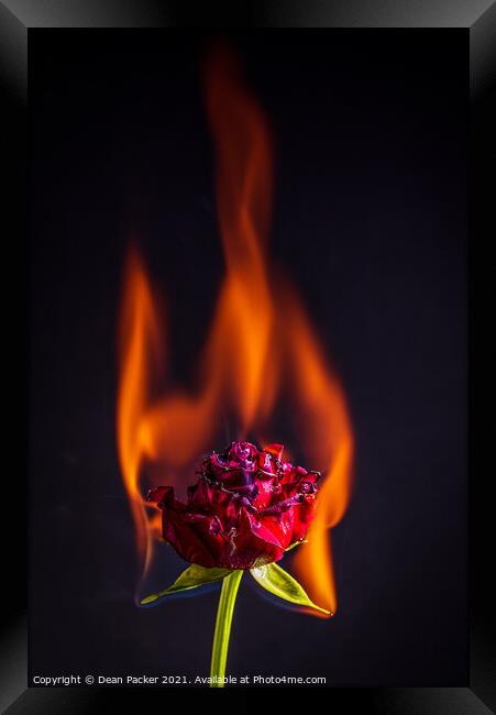 Fiery Beauty Framed Print by Dean Packer