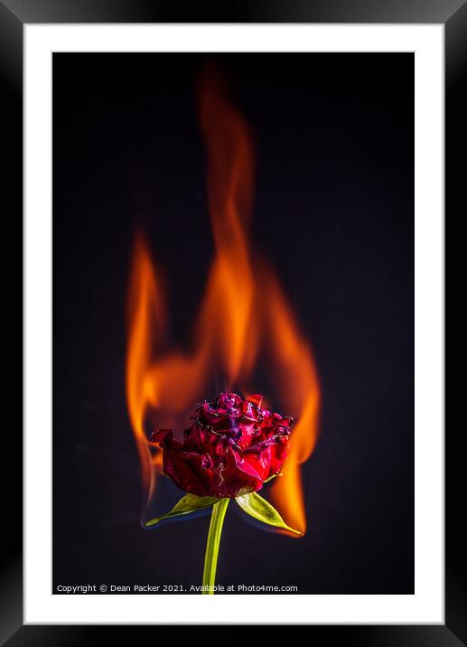 Fiery Beauty Framed Mounted Print by Dean Packer