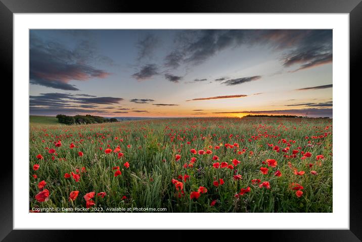 Vibrant Poppies Dancing in a Wildflower Meadow at  Framed Mounted Print by Dean Packer