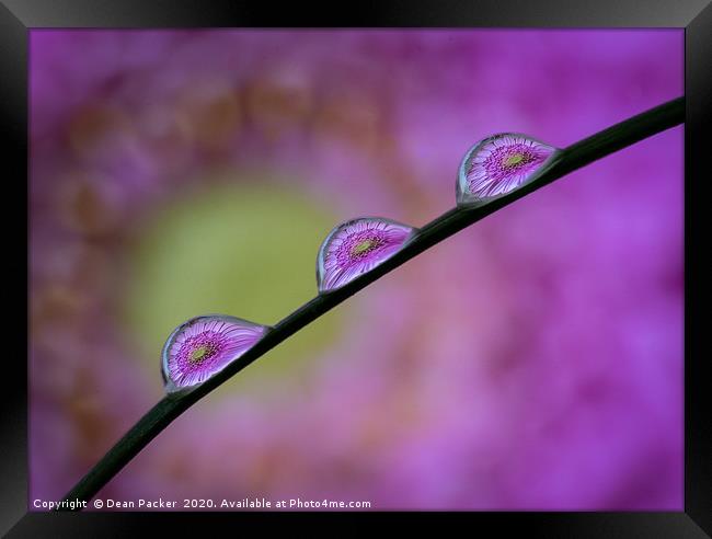 Water Droplets on Grass Framed Print by Dean Packer