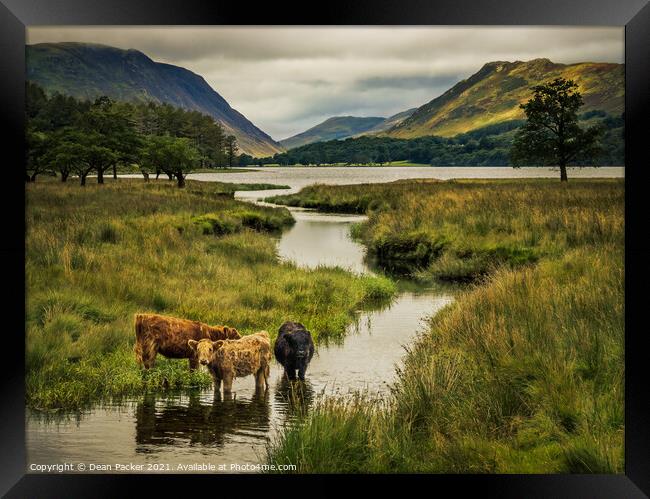 Majestic Highland Cows in Buttermere Framed Print by Dean Packer