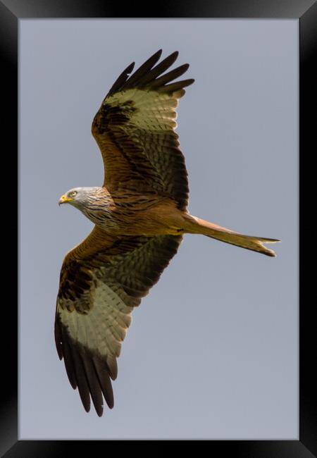 Red Kite Framed Print by Christopher Stores