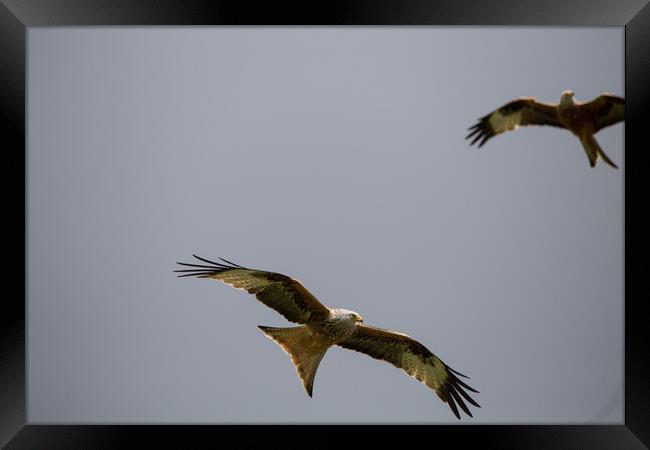 Red Kite Framed Print by Christopher Stores