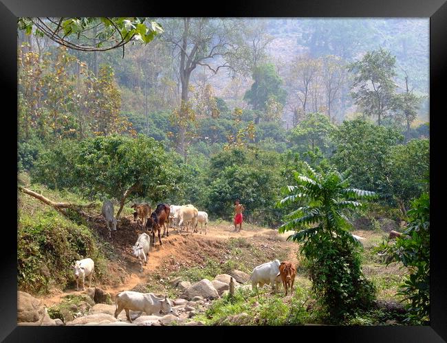 Herding Cattle in the jungles of Thailand Framed Print by Christopher Stores