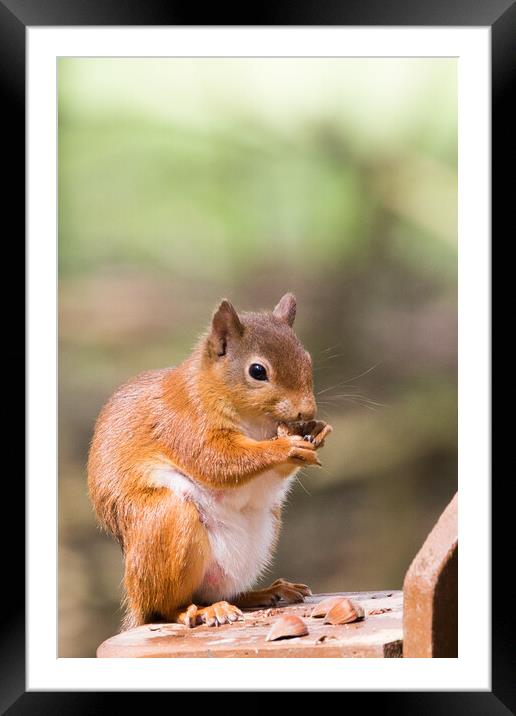 Red Squirrel Framed Mounted Print by Christopher Stores