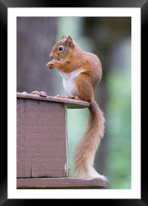 Red Squirrel Framed Mounted Print by Christopher Stores