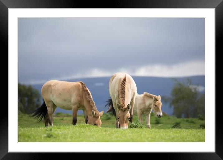 Wild Horses Grazing Framed Mounted Print by Christopher Stores