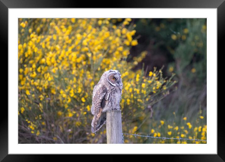 Juvenile Short Eared Owl Framed Mounted Print by Christopher Stores