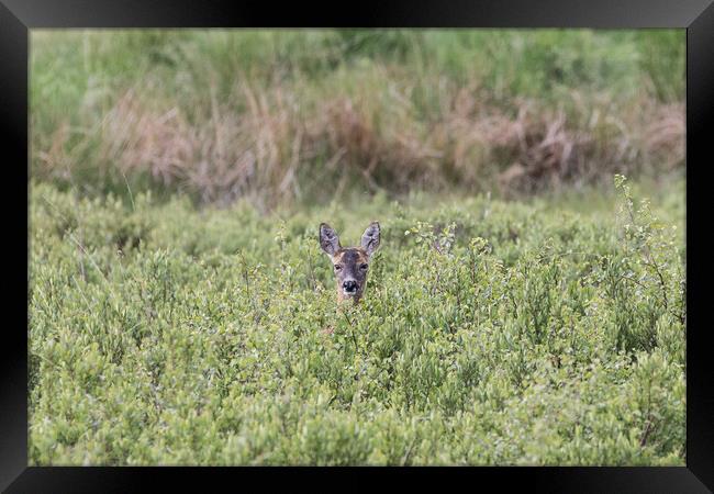 A roe deer in a grassy field Framed Print by Christopher Stores