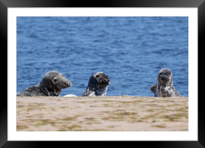 Common Seal Mother and Pups Framed Mounted Print by Christopher Stores