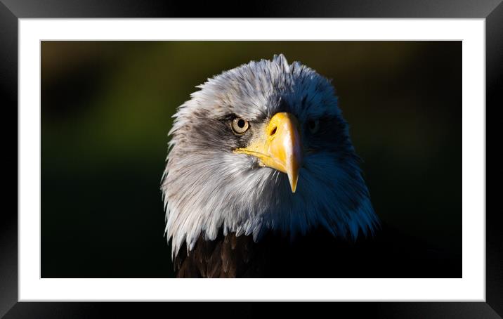 Bald Eagle Framed Mounted Print by Christopher Stores