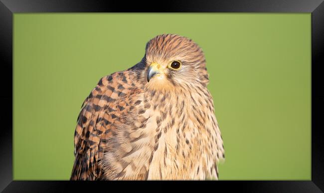 Kestrel Framed Print by Christopher Stores