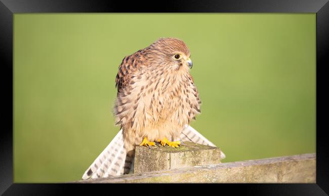 Kestrel on a post in the sunshine Framed Print by Christopher Stores