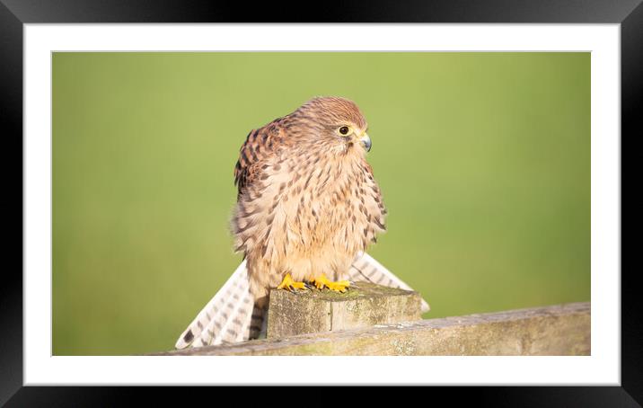 Kestrel on a post in the sunshine Framed Mounted Print by Christopher Stores