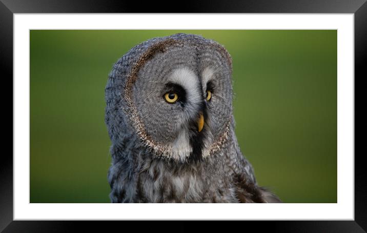 Great Grey Owl Framed Mounted Print by Christopher Stores