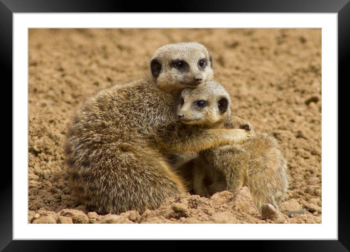 Meerkat Cuddle Framed Mounted Print by Christopher Stores