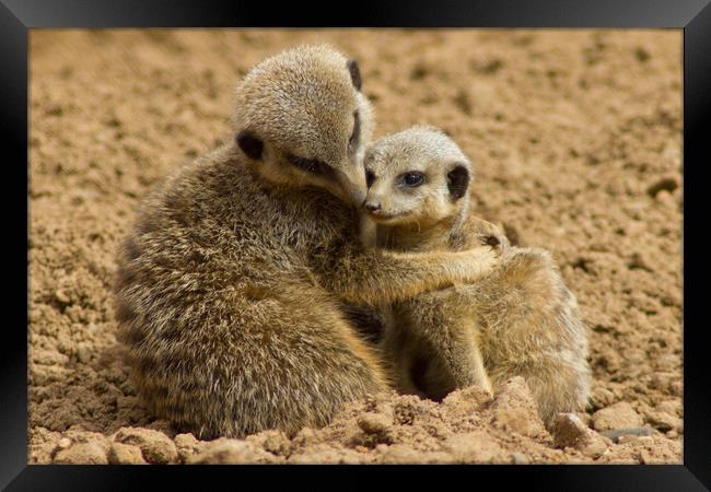 Mother and baby Meerkat Framed Print by Christopher Stores