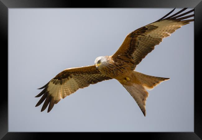 Soaring Red Kite Framed Print by Christopher Stores