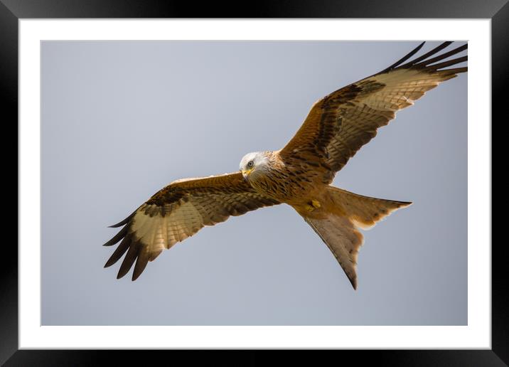 Soaring Red Kite Framed Mounted Print by Christopher Stores