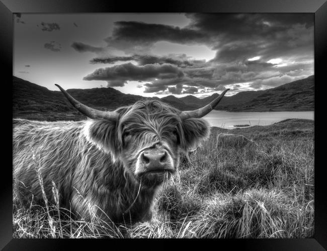 Black and White Highland Cow Framed Print by Christopher Stores