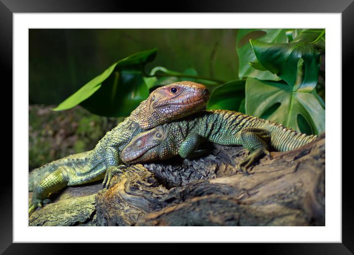 Skink Hug Framed Mounted Print by Christopher Stores