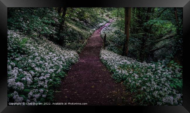 Wild garlic forest walk Framed Print by Clive Ingram