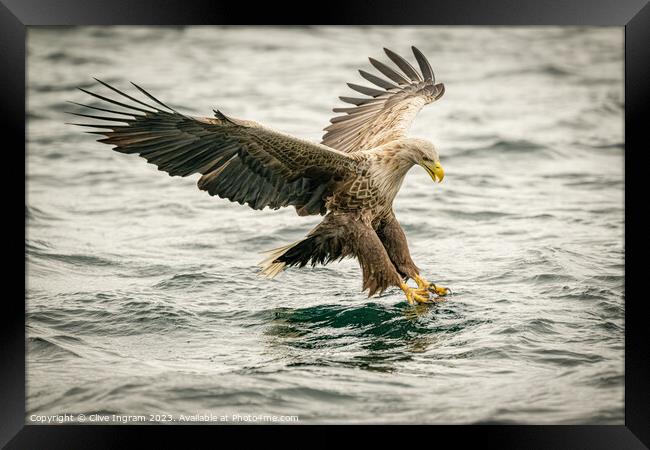 Sea Eagle locked on Framed Print by Clive Ingram