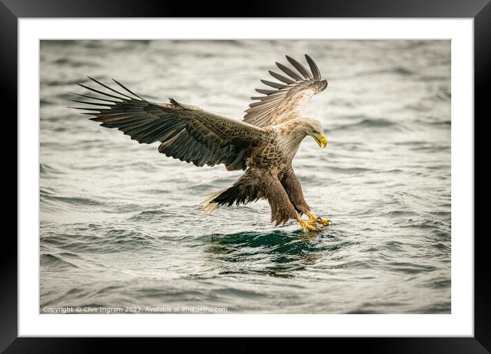 Sea Eagle locked on Framed Mounted Print by Clive Ingram