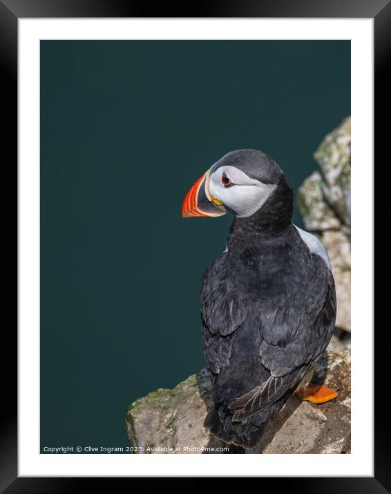 The lonely puffin Framed Mounted Print by Clive Ingram