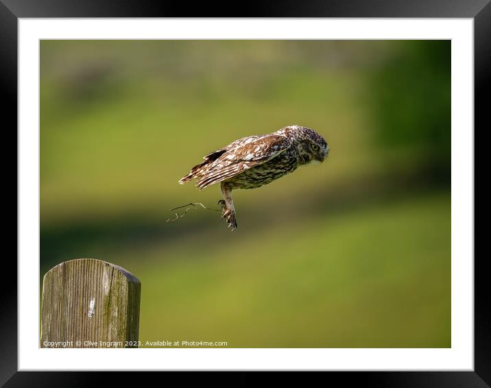 Little owl in flight Framed Mounted Print by Clive Ingram