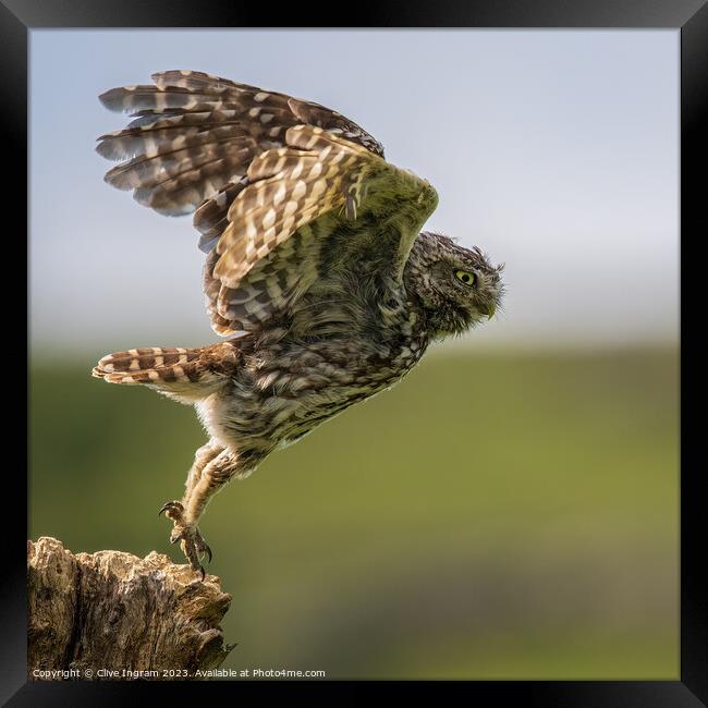 A little owl takes flight Framed Print by Clive Ingram