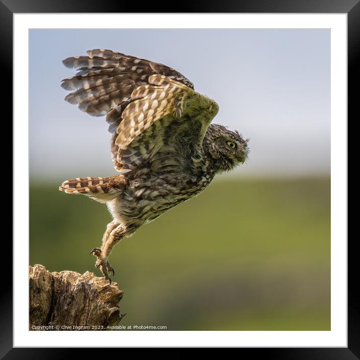 A little owl takes flight Framed Mounted Print by Clive Ingram
