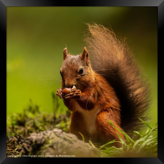 "Enchanting Encounter: A Captivating Squirrel Amid Framed Print by Clive Ingram
