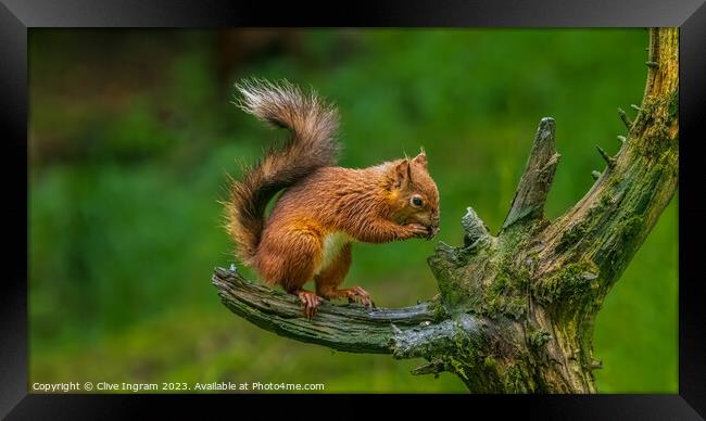 A squirrel on a branch Framed Print by Clive Ingram