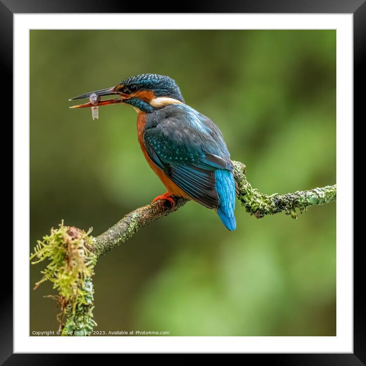 Kingfisher with its catch Framed Mounted Print by Clive Ingram