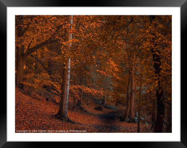 An autumn walk in the forest Framed Mounted Print by Clive Ingram