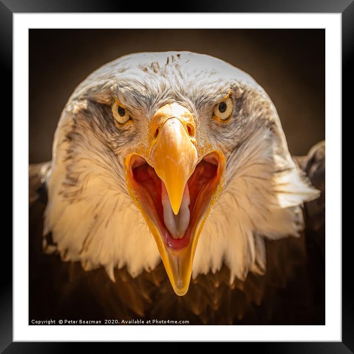 Bald Eagle Framed Mounted Print by Peter Boazman