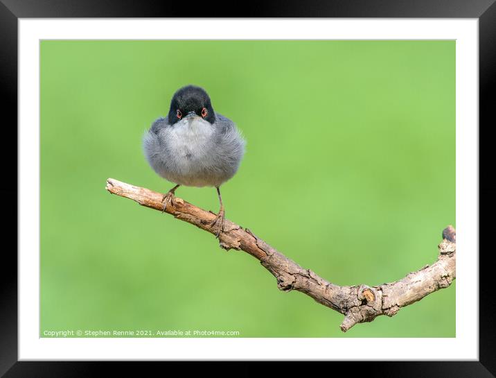 Warbler bird perched on withered tree branch Framed Mounted Print by Stephen Rennie