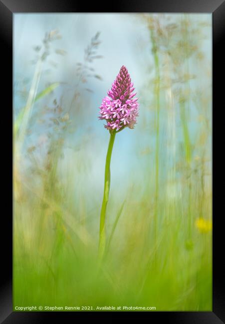 Flower Pyramidal orchid (Anacamptis pyramidalis) Framed Print by Stephen Rennie