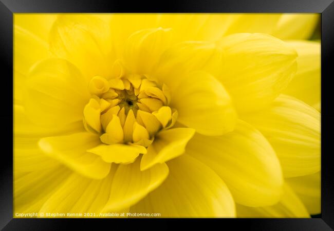 A close up of a yellow Dahlia flower Framed Print by Stephen Rennie
