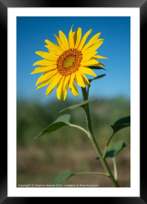 Flower sunflower Framed Mounted Print by Stephen Rennie