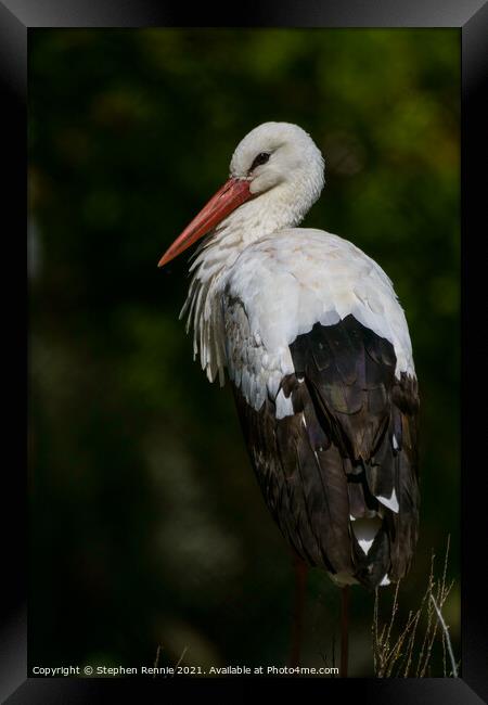 White stork (Ciconia ciconia) Framed Print by Stephen Rennie