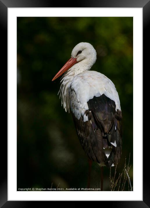 White stork (Ciconia ciconia) Framed Mounted Print by Stephen Rennie