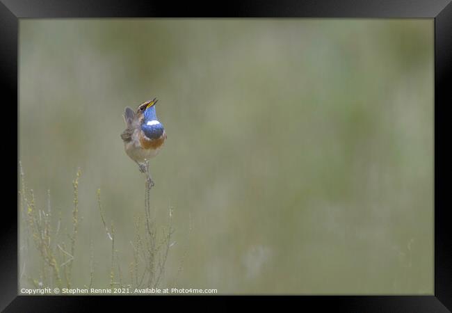 White-spotted Bluethroat Framed Print by Stephen Rennie