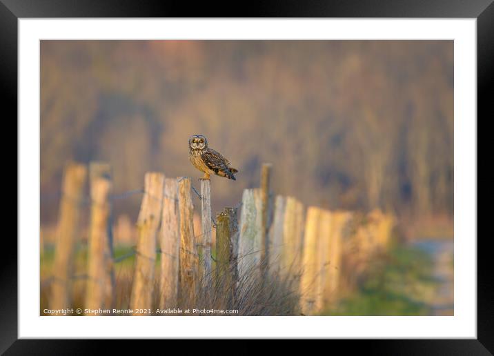 Short-eared owl perching in French countryside at dusk Framed Mounted Print by Stephen Rennie