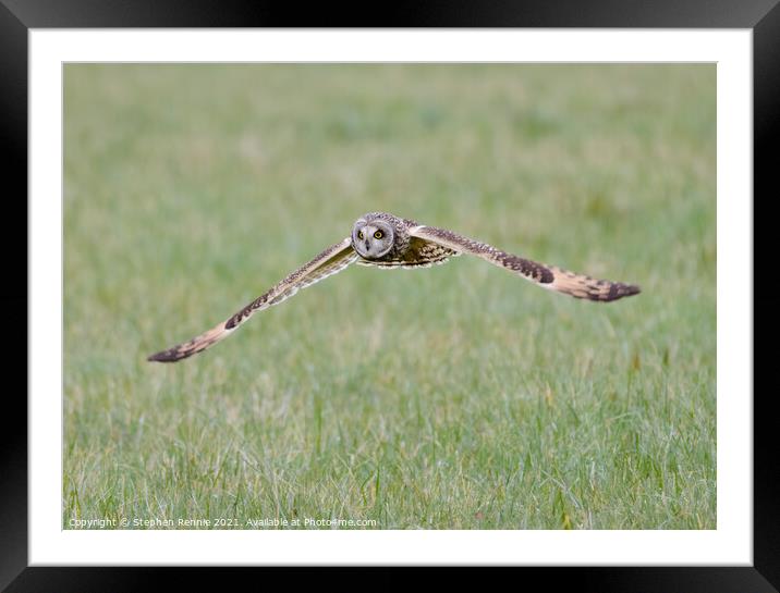 Short eared Owl flying over grass field Framed Mounted Print by Stephen Rennie