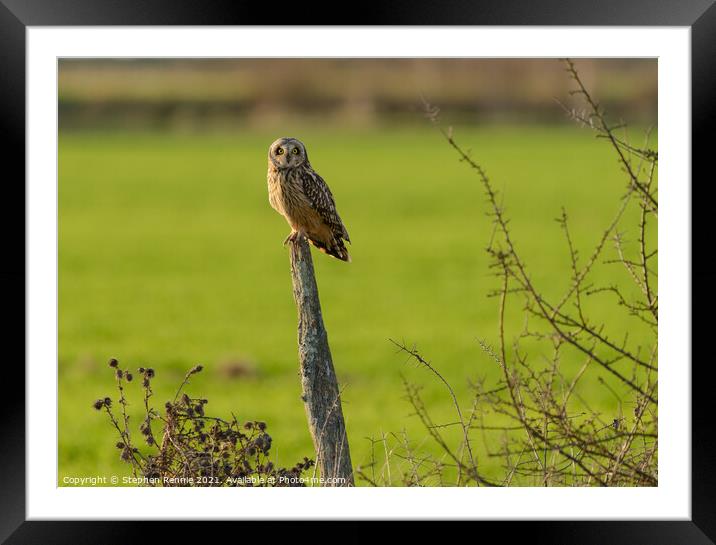 Owl on wooden post in last rays of sunlight Framed Mounted Print by Stephen Rennie
