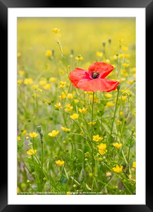 Red poppy in yellow wildflower meadow Framed Mounted Print by Stephen Rennie