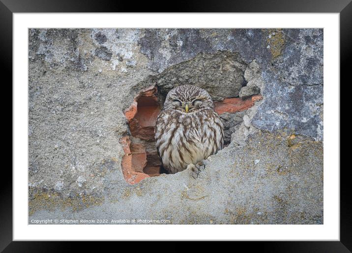 Owl sleeping in wall Framed Mounted Print by Stephen Rennie