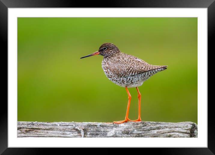 Common Redshank Framed Mounted Print by Stephen Rennie